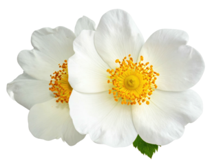 Two delicate, white flowers with yellow centers.  Close-up, isolated on black