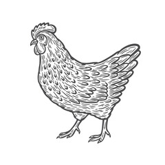 Image of a chicken in engraving style