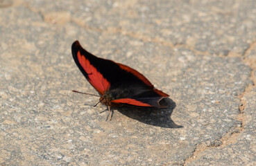 butterfly on the ground