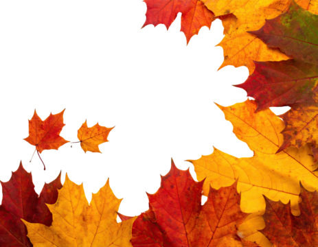 Autumn leaves, vibrant colors, black cutout