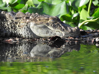alligator resting in the swamp