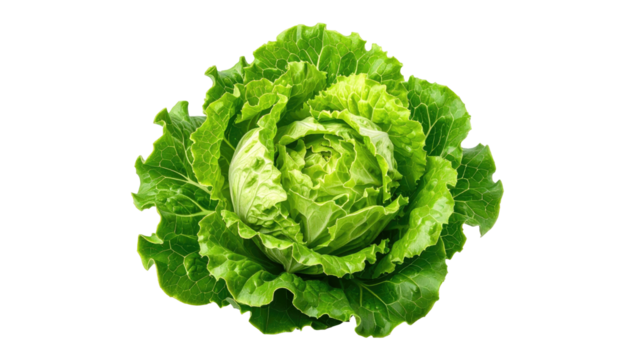 Close-up of a vibrant green head of cabbage, tightly packed leaves forming a round shape