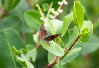 butterfly on a leaf © Leonardo Araújo