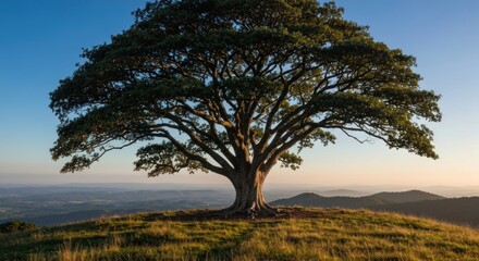 Solitary tree stands atop grassy hill, distant rolling hills fade into blue sky