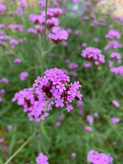 Fototapeta premium pink flowers in the garden