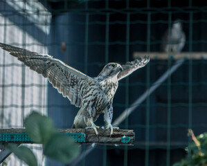 A falcon with outstretched wings perched on a wooden branch inside an aviary. The majestic bird of...