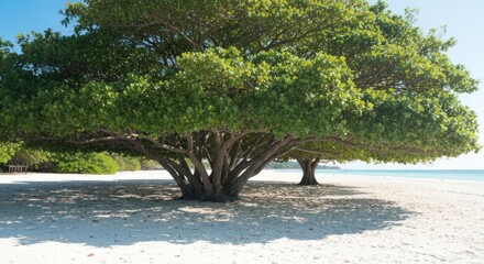 Fototapeta premium Wide tree with low branches on white sandy beach, blurred ocean background