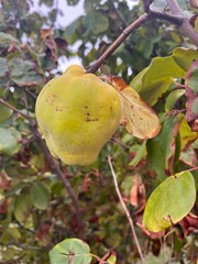 Branch of tree with ripe fruits of quince and leaves