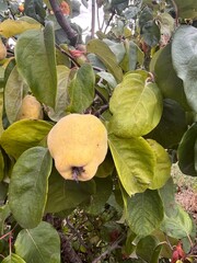 Branch of tree with ripe fruits of quince and leaves
