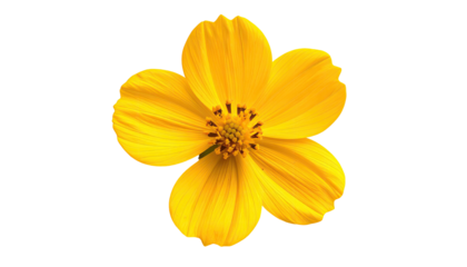 Close-up of a bright yellow flower with a defined outline