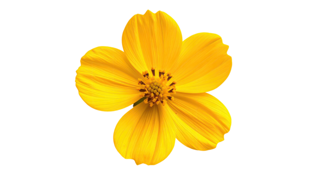 Close-up of a bright yellow flower with a defined outline