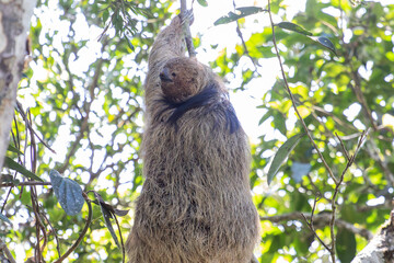 sloth climbing tree