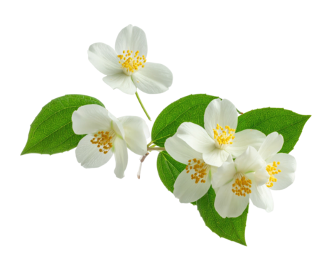 Close-up of a jasmine sprig with several blossoms and leaves.  Soft white petals surround a golden center, showcasing intricate details.  Fresh green leaves accentuate the delicate blooms