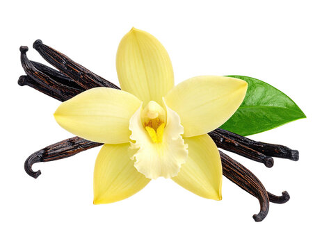 Close-up of vanilla orchid and pods