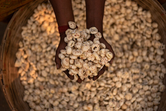 Makhana, also called fox nut or lotus seed, is a superfood mainly grown in Bihar. Rich in protein, fiber, and minerals, it&rsquo;s used in snacks, sweets, and fasting foods, valued for its health benefits.
