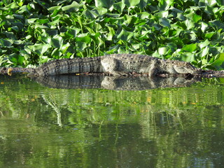 alligator sunbathing in the swamp