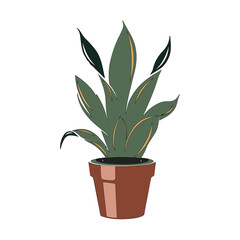 Succulent plant in a pot on white background