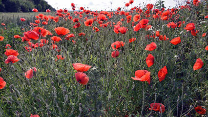 Obraz premium poppies. delicate petals of red poppies in the sun. background with poppy flowers. Beautiful red poppy wild flower and buds in the field. beauty in nature. close-up. spring season, summer time