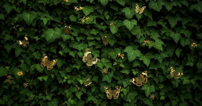 Colorful butterflies resting on lush green ivy leaves in a serene garden