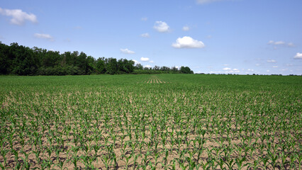 plant in soil, corn leaves, green sprout. Ecology, environmental protection. Greenhouse work. corn seedlings in field, small plants. spring, start of work, agriculture, farmland, agricultural business