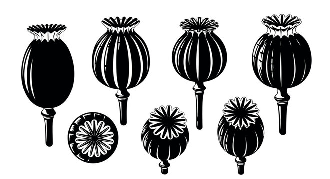 Collection of seven black and white illustrations of poppy seed pods in various stages and views opium poppy