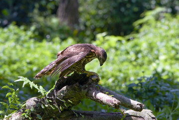 Crested hawk eagle feeding on monitor lizard, eagle catch its prey, Close-up of a crested hawk eagle on a tree log