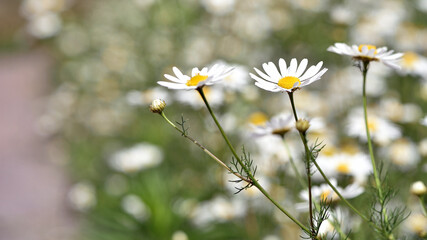 delicate flower of white chamomile. Matricaria chamomilla, white wildflowers. beautiful white chamomile flowers on a green field close-up on a summer day. floral background. beauty of nature