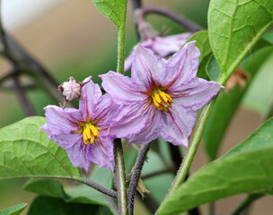 Fototapeta premium Eggplant blooms in open ground
