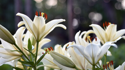 Lilium. white lily field. beautiful lily flower, close-up. delicate white lilies in the garden, in the flowerbed. floral background. blurred green natural background. summer garden