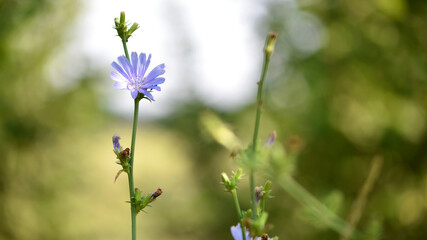 Chicory. beautiful meadow flower. Blue common chicory flower isolated on light blurred natural background. delicate blue wildflower close-up. nature macro photo. space for text. soft focus