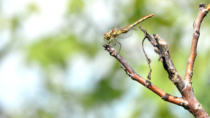 Sympetrum vulgatum. large beautiful dragonfly on a dry branch green background close-up. dragonfly sits on a branch in the garden. dragonfly with big eyes. small predator. macro nature