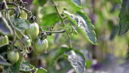 tomato growing with leaves and plant in the farm over out of focus green background. close-up tomato, green unripe vegetable, vegetarian food. greenhouse plant in the garden. closeup
