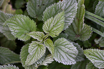 green nettle leaves, cold season, first frosts. Close-up of nettle leaves covered with frost, showcasing intricate texture and icy crystals, conveying the beauty and cold of a winter morning