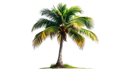Lush tropical palm tree against a black background. Vibrant green fronds extend outward from a tall, light-brown trunk.  A small patch of green-brown base suggests ground