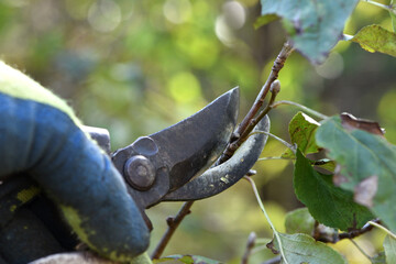 pruning branches with garden shears. Hands with gloves of gardener doing maintenance work, pruning trees in spring or autumn. Close-up of pruning shears. Gardening