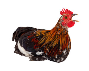 Colorful rooster laying down with open beak. The isolation is on a transparent background in the PNG format.