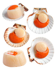 Scallops in scallop shells, topped with orange sauce