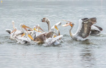 pelicans on the beach
