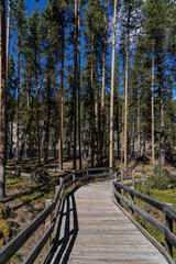 near LeHardy Rapids, Grand Loop Road,  Yellowstone National Park, Wyoming. A pine is any conifer in the genus Pinus of the family Pinaceae.

