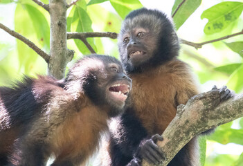 baby monkeys