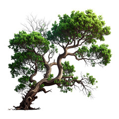 Detailed illustration of a bonsai-style tree.  Mature, gnarled trunk curves gracefully.  Green foliage with lighter accents.  Light, textured background