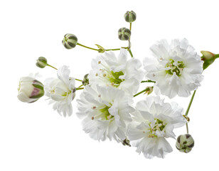 Close-up of delicate white flowers with light green stems and buds