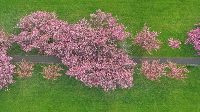 Aerial view above pink cherry blossom trees