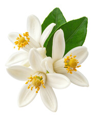 Close-up of blossoms with vibrant yellow stamens, nestled within fresh green leaves