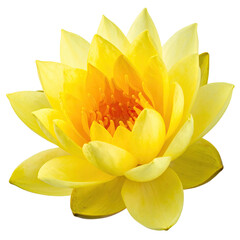 Close-up of a vibrant yellow lotus flower