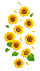 Vertical cluster of sunflowers with leaves