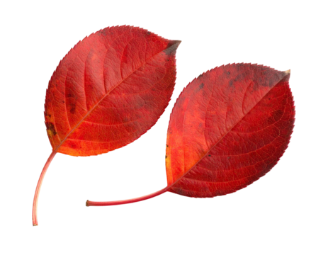 Two vibrant, crimson autumn leaves, isolated against a black background, showcasing intricate details of their veined surfaces and slender stems
