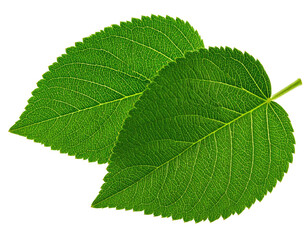 Obraz premium Two vibrant green leaves, overlapping slightly, display intricate veining. The leaves are sharply defined against a pure black background