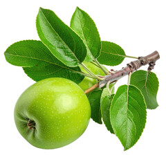 Two vibrant green apples on a branch with lush leaves.  Fresh, healthy produce.  Close-up, isolated on black