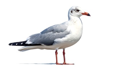 Obraz premium A graceful seagull isolated on a clean white background, perfect for design